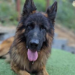 Vasco - German Shepherd