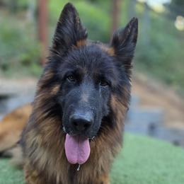 Vasco - German Shepherd