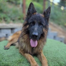 Vasco - German Shepherd