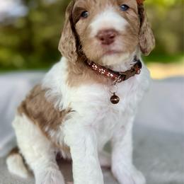 Brown - Merle female Goldendoodle puppy in Hesperia, Michigan from Red Acres Poodles & Doodles