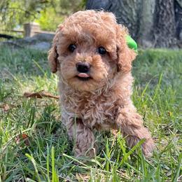 Boy 1 - male Cavapoochon puppy in Waterford, California from Windy Hill Doodles