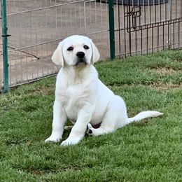 Labrador Retriever Puppies from Top Gun Labradors