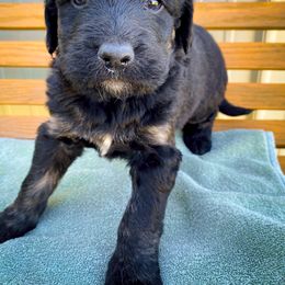 Bernedoodle and Siberian Husky Puppies from Timberline Paws
