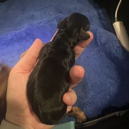 Dachshund Puppies from Royal T minature dachshund