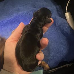 Dachshund Puppies from Royal T minature dachshund