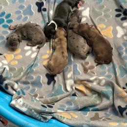 Basset Hound and Dachshund Puppies from V's Southern Angels