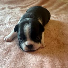 Girl 4 - Black and white female Boston Terrier puppy in Brookville, Ohio from Best Friend Bostons