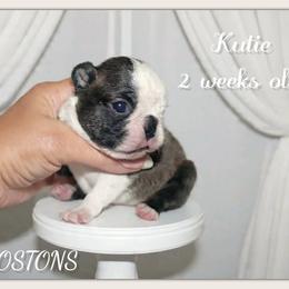 Girl 1 - Black brindle and white female Boston Terrier puppy in North Central, Vermont from Windy Valley’s Bostons