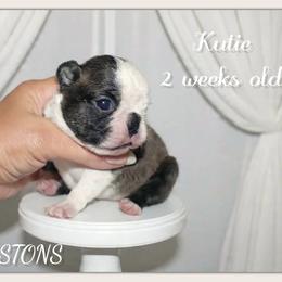Girl 1 - Black brindle and white female Boston Terrier puppy in North Central, Vermont from Windy Valley’s Bostons
