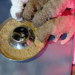 Poodle puppies from Mystic Woods Poodles where Moten size poodles is our passion.