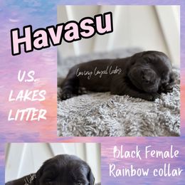 Havasu - Black Female - Rainbow Collar - Black female Dilute Retriever puppy in Roberts, Wisconsin from Loving Loyal Labs
