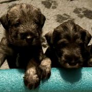 Standard Schnauzers from Harmony Standard Schnauzers