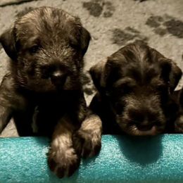 Standard Schnauzers from Harmony Standard Schnauzers