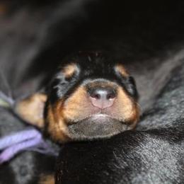 Doberman Pinscher Puppies from Desiree's Doberman Pinschers