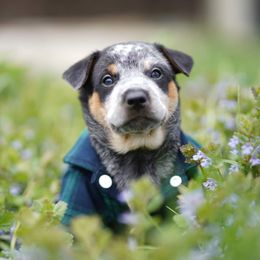 Australian Cattle Dog and Collie Puppies from Blackberry Hills