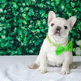 French Bulldog Puppies from Battery Creek Frenchies