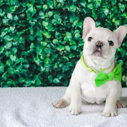 French Bulldog Puppies from Battery Creek Frenchies