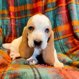 PG1 - Red and white female Basset Hound puppy in Britton, South Dakota from K&S Canines