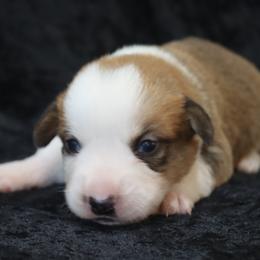 Jasper - Red and white male Cardigan Welsh Corgi puppy in Livermore, Colorado from Rowe Family