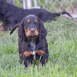 Boy 4 - Black and tan male Gordon Setter puppy in Gordonville, Pennsylvania from Blue Ribbon Setters