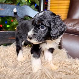 Shadow - Tri-color male Bernedoodle puppy in Tyner, Kentucky from Good Dog Doodles