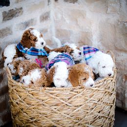 Poodle Puppies from Doodle Puppy Parti