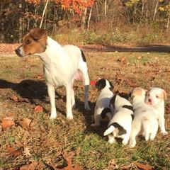 Australian Shepherd and Danish-Swedish Farmdog Puppies from Paradox