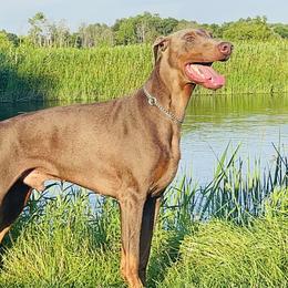 Charlie - Doberman Pinscher