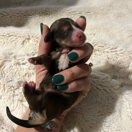 Dachshund Puppies from Monica’s Treasured Dachshunds