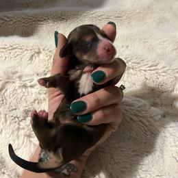 Dachshund Puppies from Monica’s Treasured Dachshunds