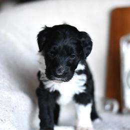 Paloma - Black and white female Portuguese Water Dog puppy in Hastings, Michigan from Hilltop Portuguese Water Dogs
