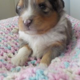 Aussiedoodle and Toy Australian Shepherd Puppies from Booty Shaker Toy Aussies