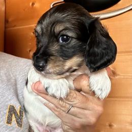 Boy 2 - Piebald male Dachshund puppy in Cheyenne, Wyoming from Great Basin Hounds