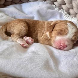 Theodore (Laurie) - Red male Bernedoodle puppy in Rose Hill, North Carolina from Red Door Canines