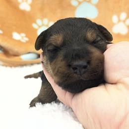 Hank - Grizzle and tan male Welsh Terrier puppy in West Plains, Missouri from Sycamore Ridge Puppies