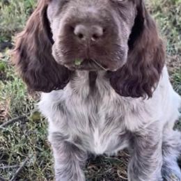 English Cocker Spaniels from Ceilidh's Cocker Spaniels