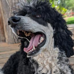 Fable - Poodle