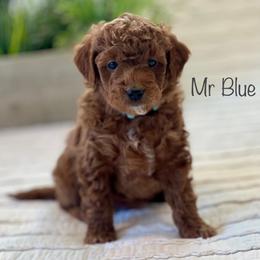 Mr Blue - Red  male Goldendoodle puppy in South Jordan, Utah from JD Goldendoodles