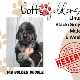 Linus - Merle male Goldendoodle puppy in Falls City, Nebraska from Goff’s Goldens