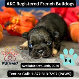 Raj - Black and tan male French Bulldog puppy in Michigan from Fur Baby Farms