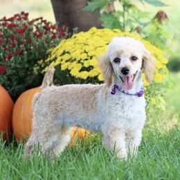 Girl 1 - female Poodle puppy in Green Forest, Arkansas from Horseshoe Drive Kennel