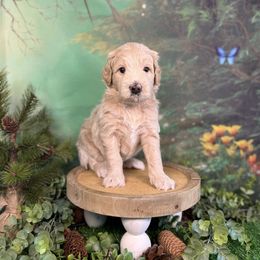 Birch - Cream male Goldendoodle puppy in Haltom City, Texas from Ohana Doodles
