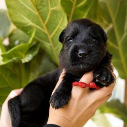 Agamemnon - Black male German Shepherd puppy in Canton, Texas from WILDWOOD GERMAN SHEPHERDS