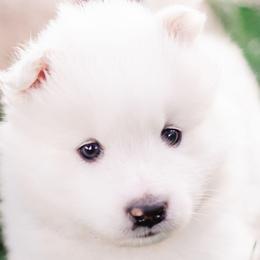 Samoyeds from Mountain Legacy Samoyeds
