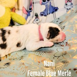 Australian Shepherd Puppies from Gordon and Sons Farms