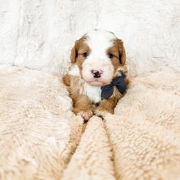 Boy 5 - male Bernedoodle puppy in Kamas, Utah from A + E Farms