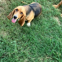 Remmy - Basset Hound