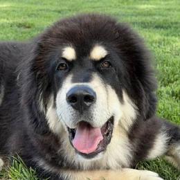 Tibetan Mastiffs from Stone Tibetan Mastiffs