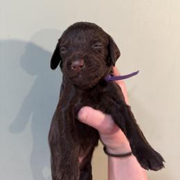 Purple Boy - Liver male Boykin Spaniel puppy in Northport, Alabama from Blue Creek Boykins