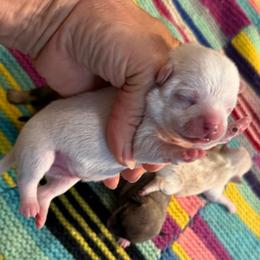 White boy Price: 4,400 - White male Chihuahua puppy in Summerfield, Florida from Uey’s Chihuahuas